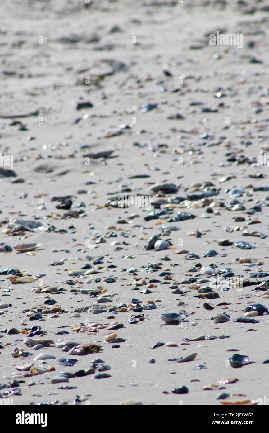 Las conchas marinas se dispersan a lo largo de la orilla del Cabo May New Jersey después de que la marea del océano se apagara en una mañana de verano Foto de stock