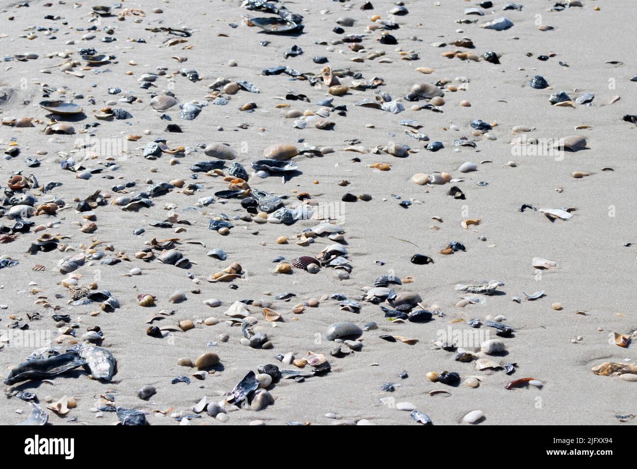 Las conchas marinas se dispersan a lo largo de la orilla del Cabo May New Jersey después de que la marea del océano se apagara en una mañana de verano Foto de stock