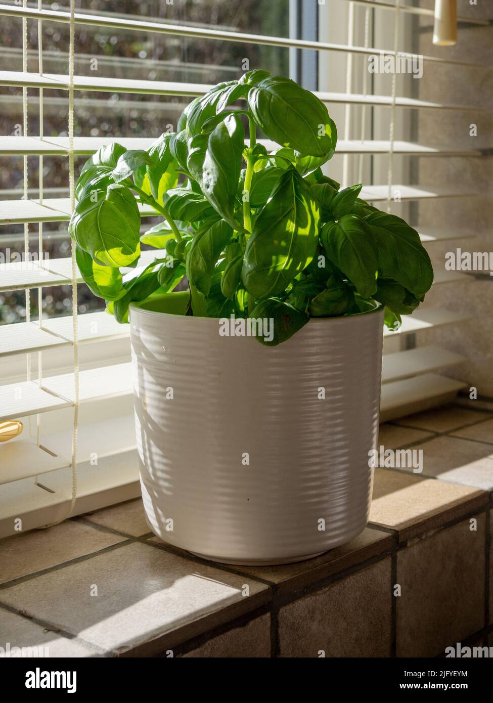 Planta de albahaca en una olla blanca en un alféizar de la ventana de la cocina soleada, Reino Unido Foto de stock