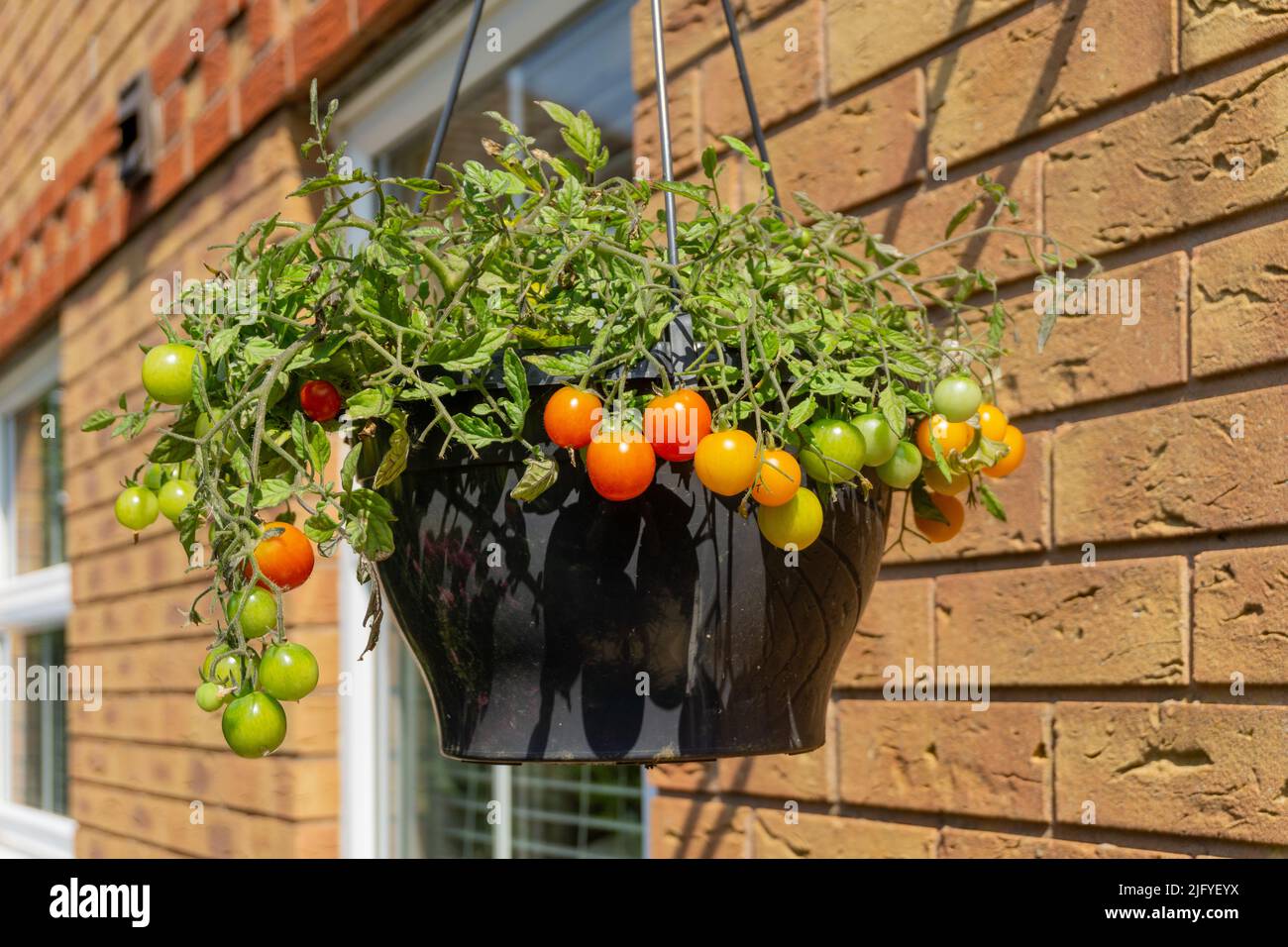 Tomate Bush, variedad Tumbling Tom rojo, Lycopersicon escuentum, creciendo en una cesta colgando contra una pared de la casa, Reino Unido Foto de stock