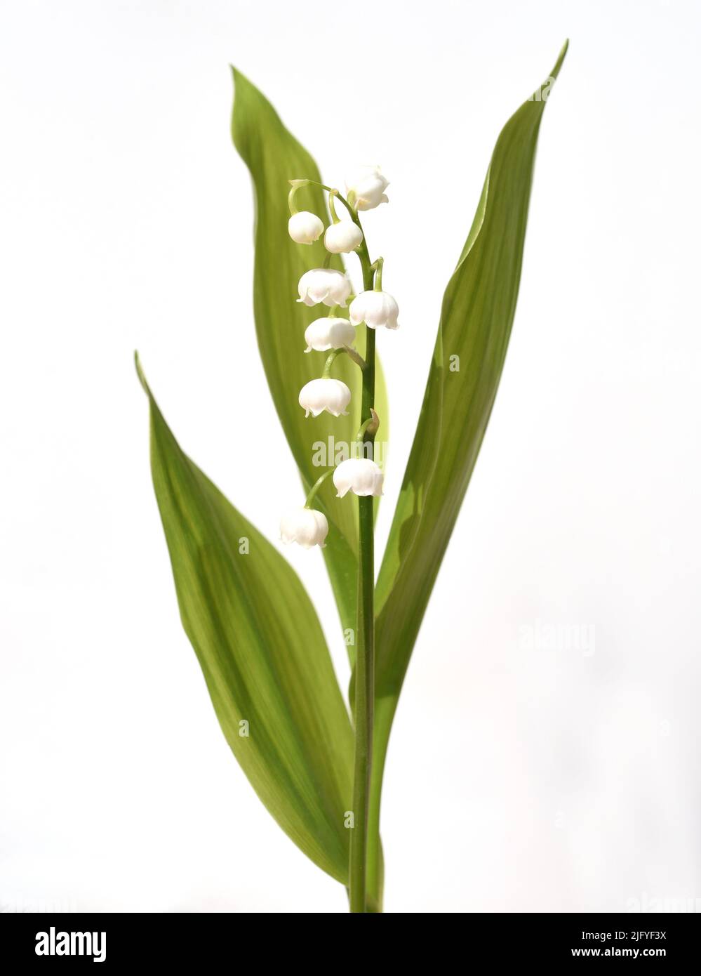 Maigloeckchen, Convallaria majalis hat weisse, Blueten. Sie ist eine Duft- und Giftpflanze und eine wichtige Heilpflanze, Lily-of-the-valley, Convalla Foto de stock