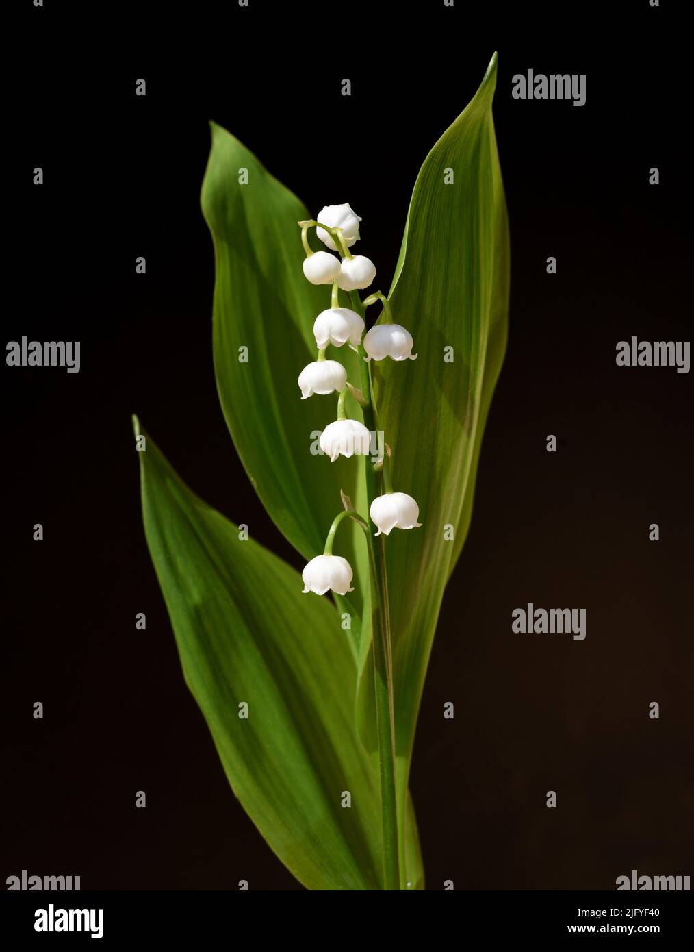 Maigloeckchen, Convallaria majalis hat weisse, Blueten. Sie ist eine Duft- und Giftpflanze und eine wichtige Heilpflanze, Lily-of-the-valley, Convalla Foto de stock