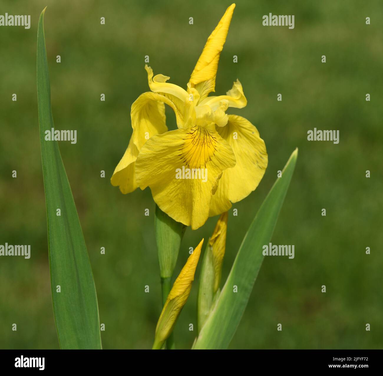 Sumpfschwertlilie, Iris pseudacorus ist eine Wasser- und Heilpföanze mit gelben Blueten. El iris Marsh, Iris pseudacorus, es una pla acuática y medicinal Foto de stock