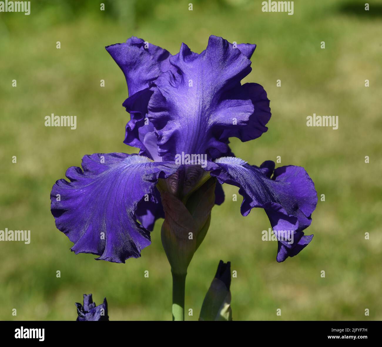 Iris, Die Schwertlilie ist eine wachsende salvaje Blume mit blauen Blueten. El iris es una flor salvaje con flores azules. Foto de stock
