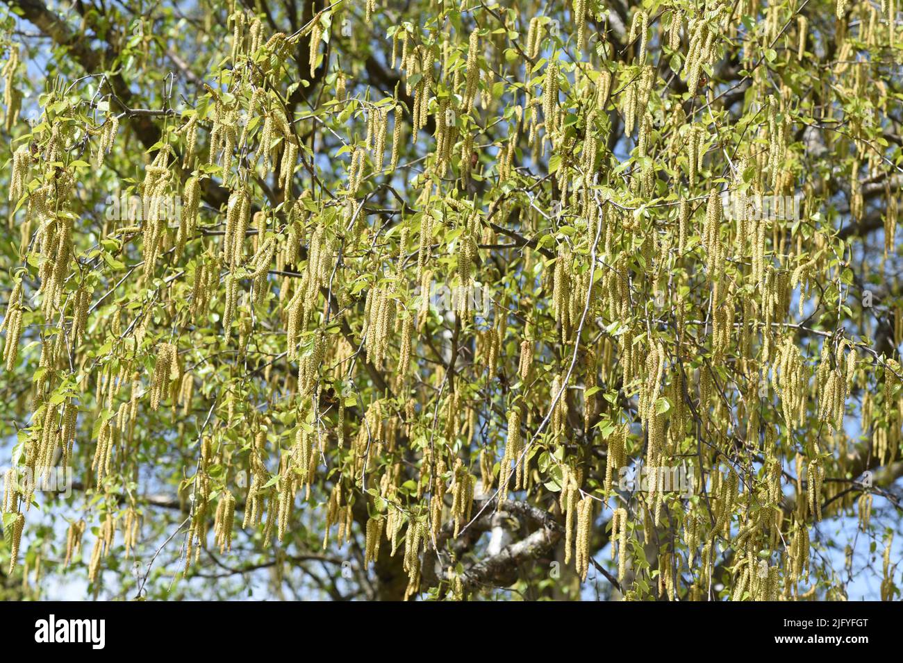 Haselnusskaetzchen, Corylus avellana, ist eine heimische Busch- bzw. Baumart die Allergien ausloesen koennen. El catkin de avellana, Corylus avellana, es un Foto de stock