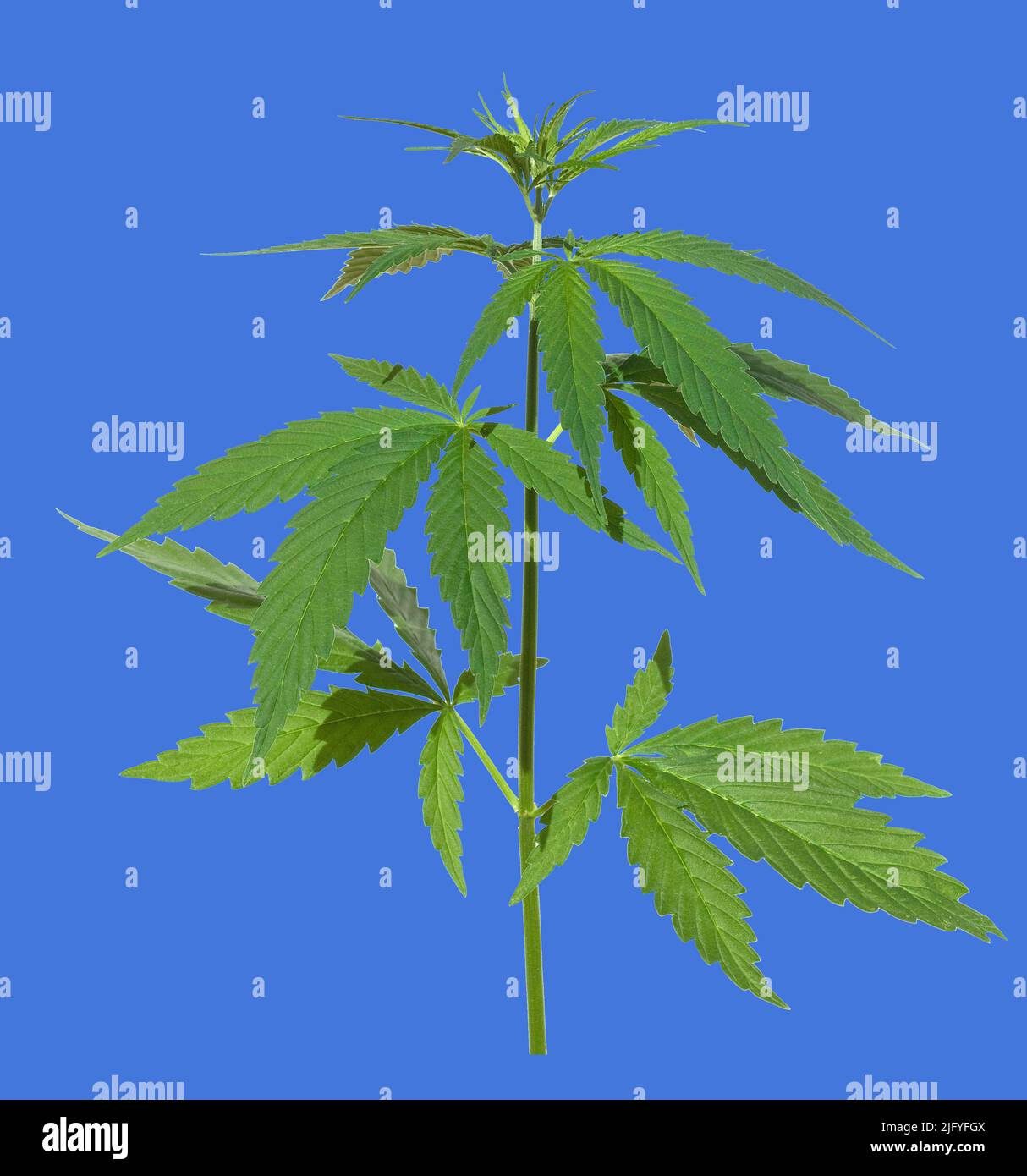 Hanf, cannabis indica ist eine Nutz- und Rauschgiftpflanze die auch in der Medzin eingesetzt wird. Cáñamo, cannabis indica es un plan útil y narcótico Foto de stock
