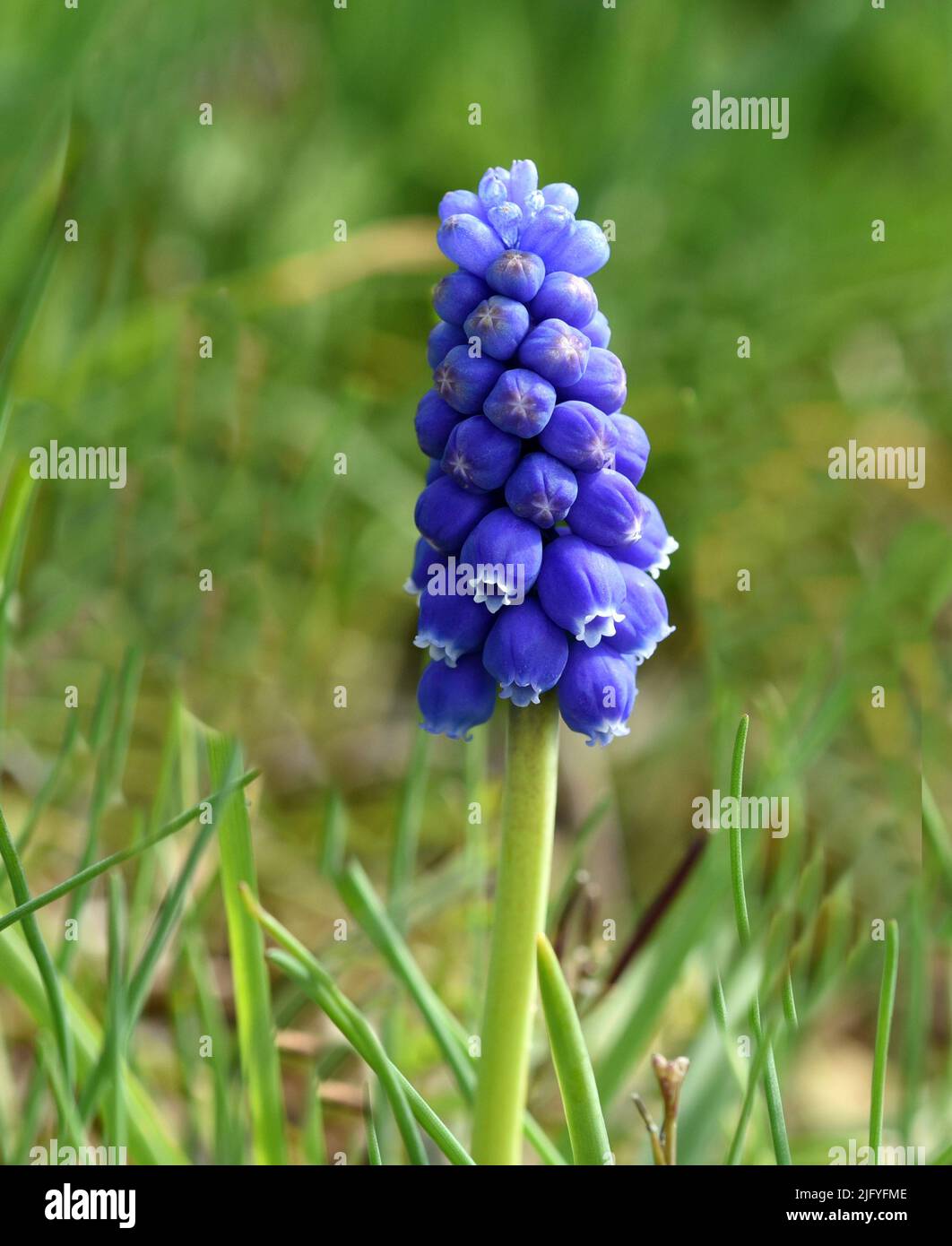 Traubenhyazinthe, Muscari latifolium, ist eine wachsende Blume mit blauen Bluetoen. El jacinto de uva, Muscari latifolium, es una flor silvestre con blu Foto de stock