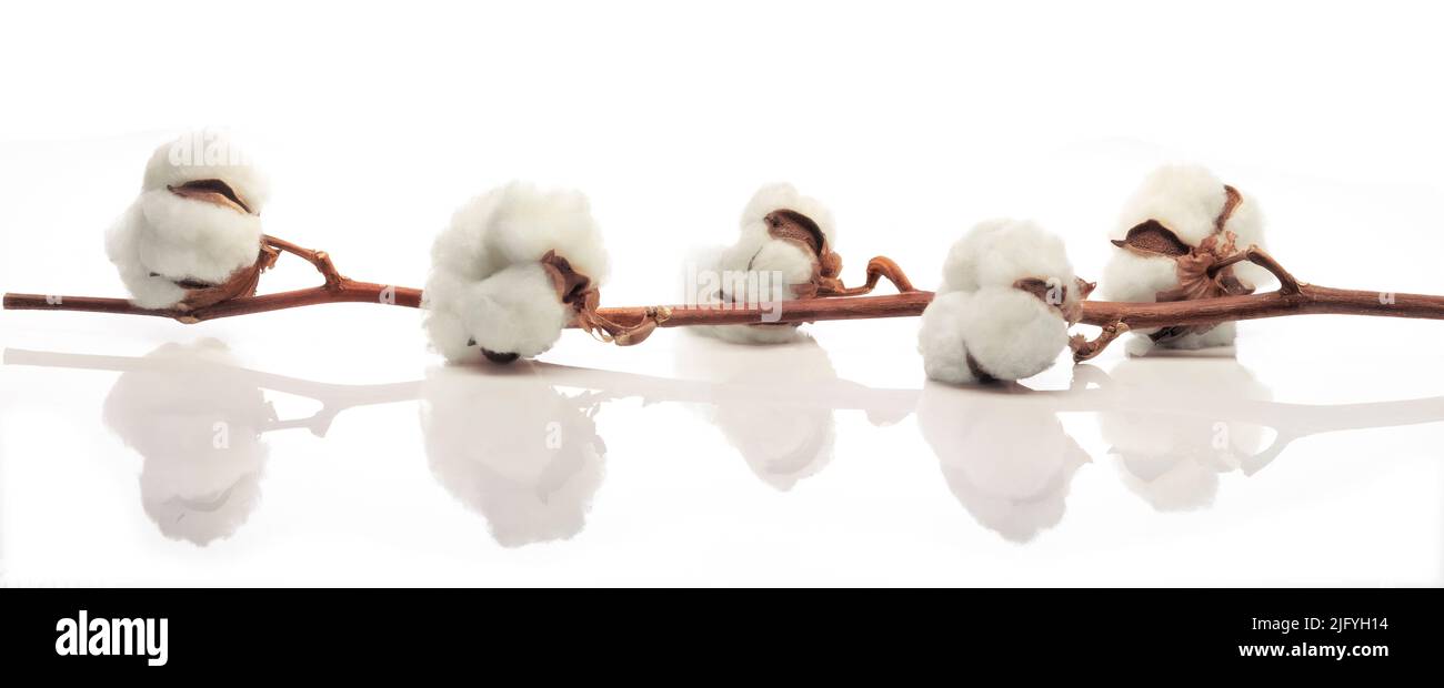 Rama de algodón sobre un color blanco y fondo brillante. Vista horizontal para uso de banner. Foto de stock