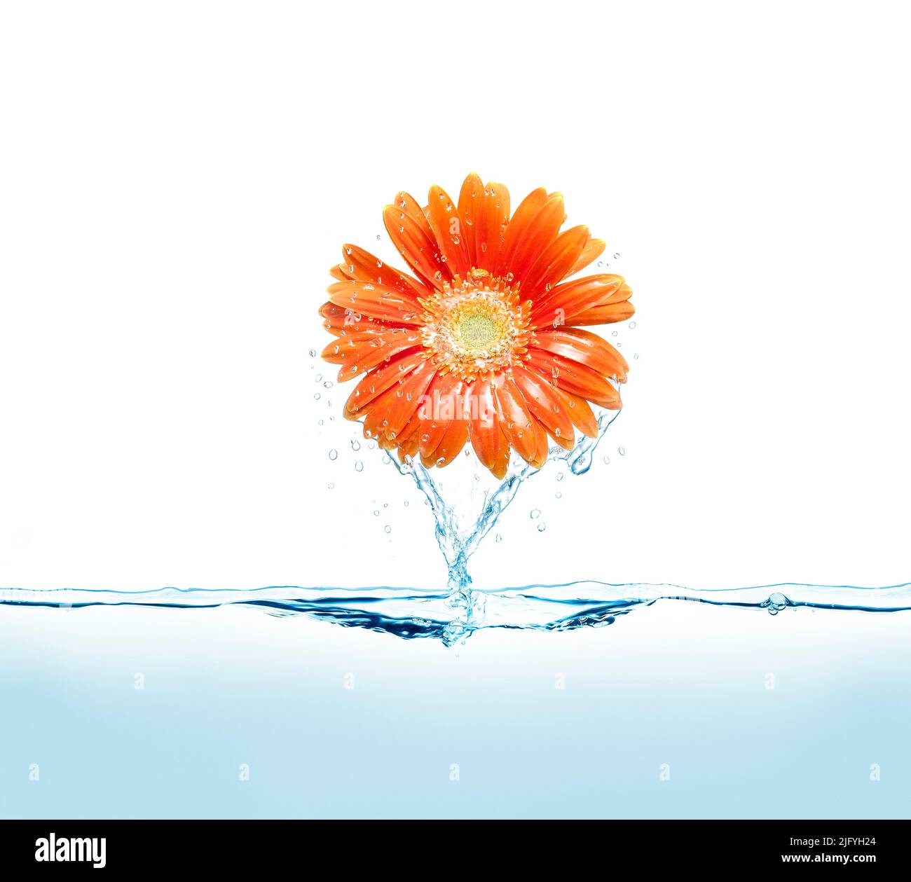 Flor de Margarita saltan sobre la superficie del agua. Foto de stock