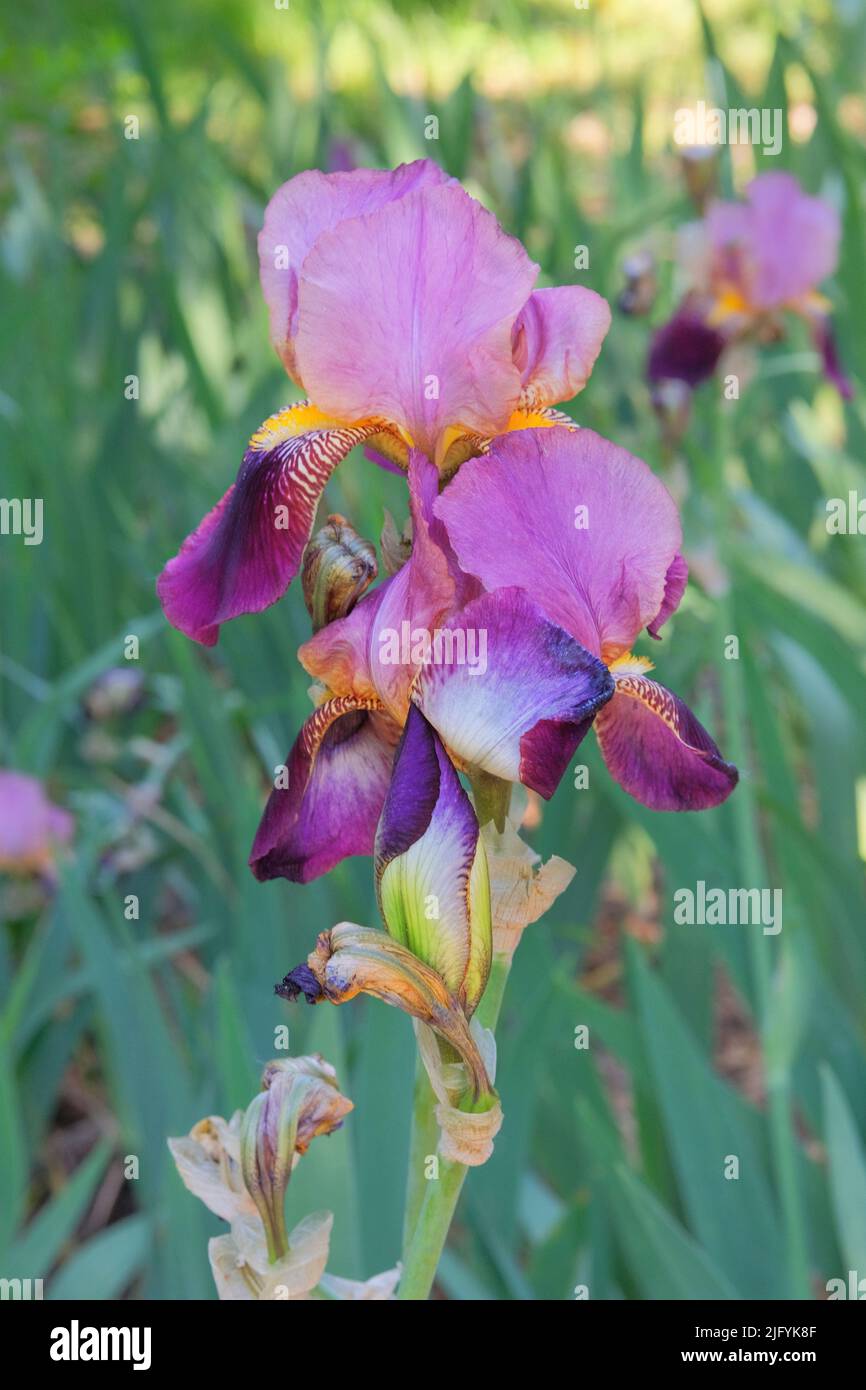 Iris está creciendo en el parque. Planta púrpura o lila, cultivada por sus llamativas flores. Foto de stock