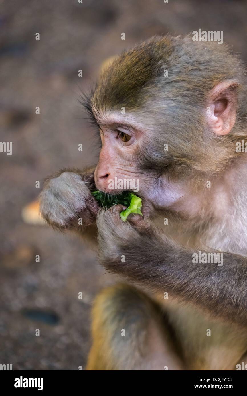 Mono de pie en el suelo y comer pedazo de pepino dejado por los turistas, Ten Mile Gallery Monkey Forest, Zhangjiajie National Park, China Foto de stock
