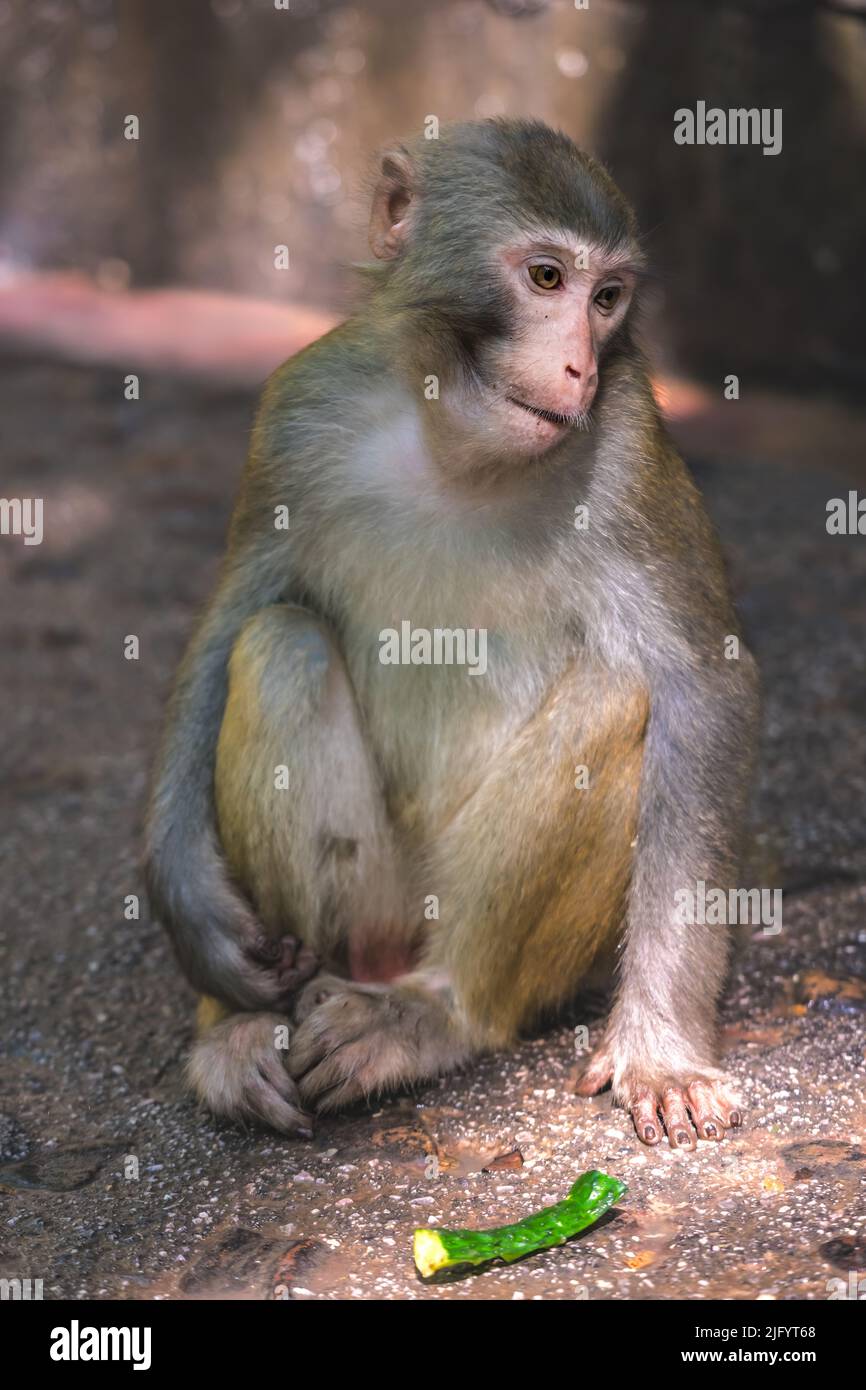 Mono sentado en el suelo detrás de pedazo de pepino dejado por los turistas, Ten Mile Gallery Monkey Forest, Parque Nacional Zhangjiajie, China Foto de stock