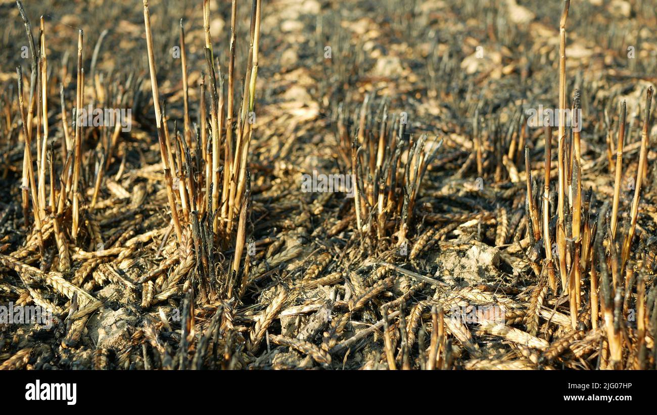 Campos fuego llama cebada Hordeum vulgare después de incendio drone aérea silvestre sequía seca tierra negra catastrófica lástima daños vegetación cereales Foto de stock