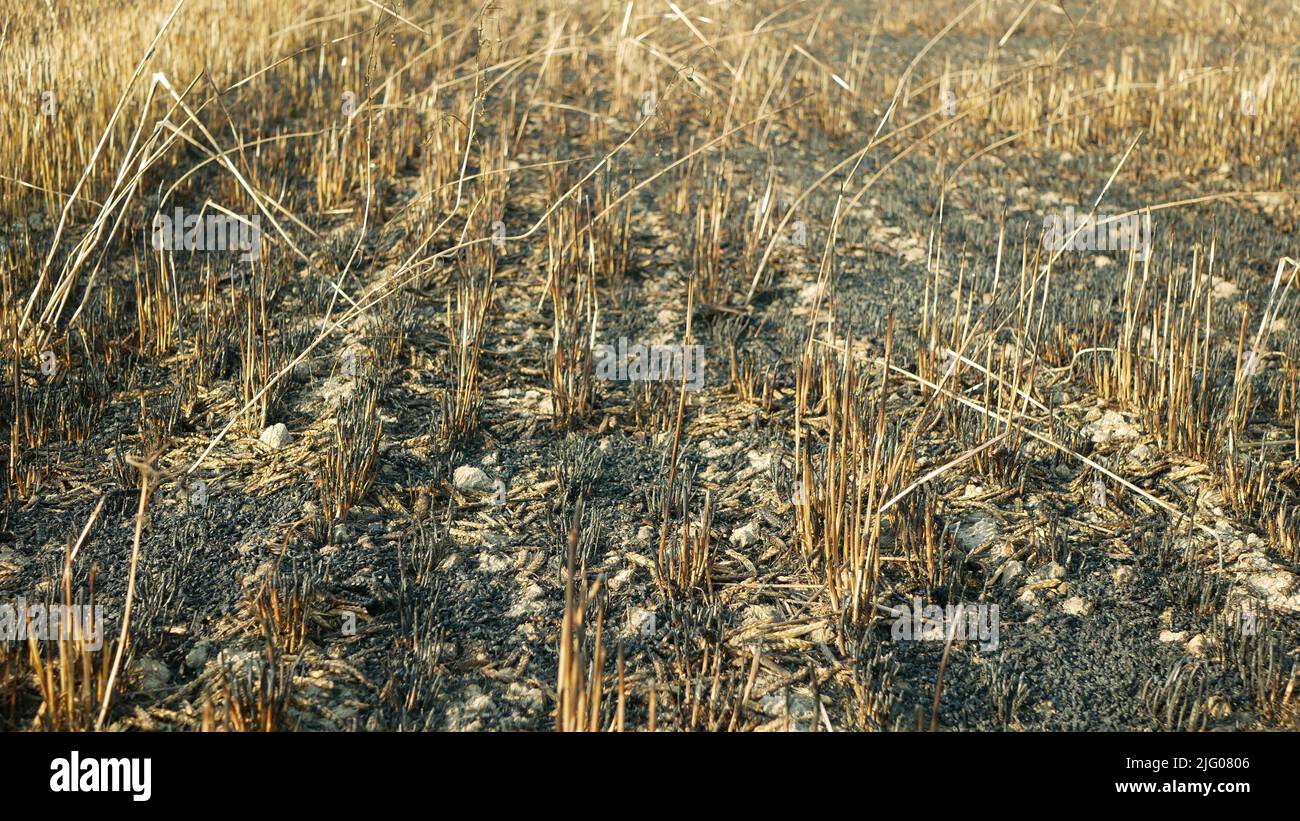 Campos fuego llama cebada Hordeum vulgare después de incendio drone aérea silvestre sequía seca tierra negra catastrófica lástima daños vegetación cereales Foto de stock