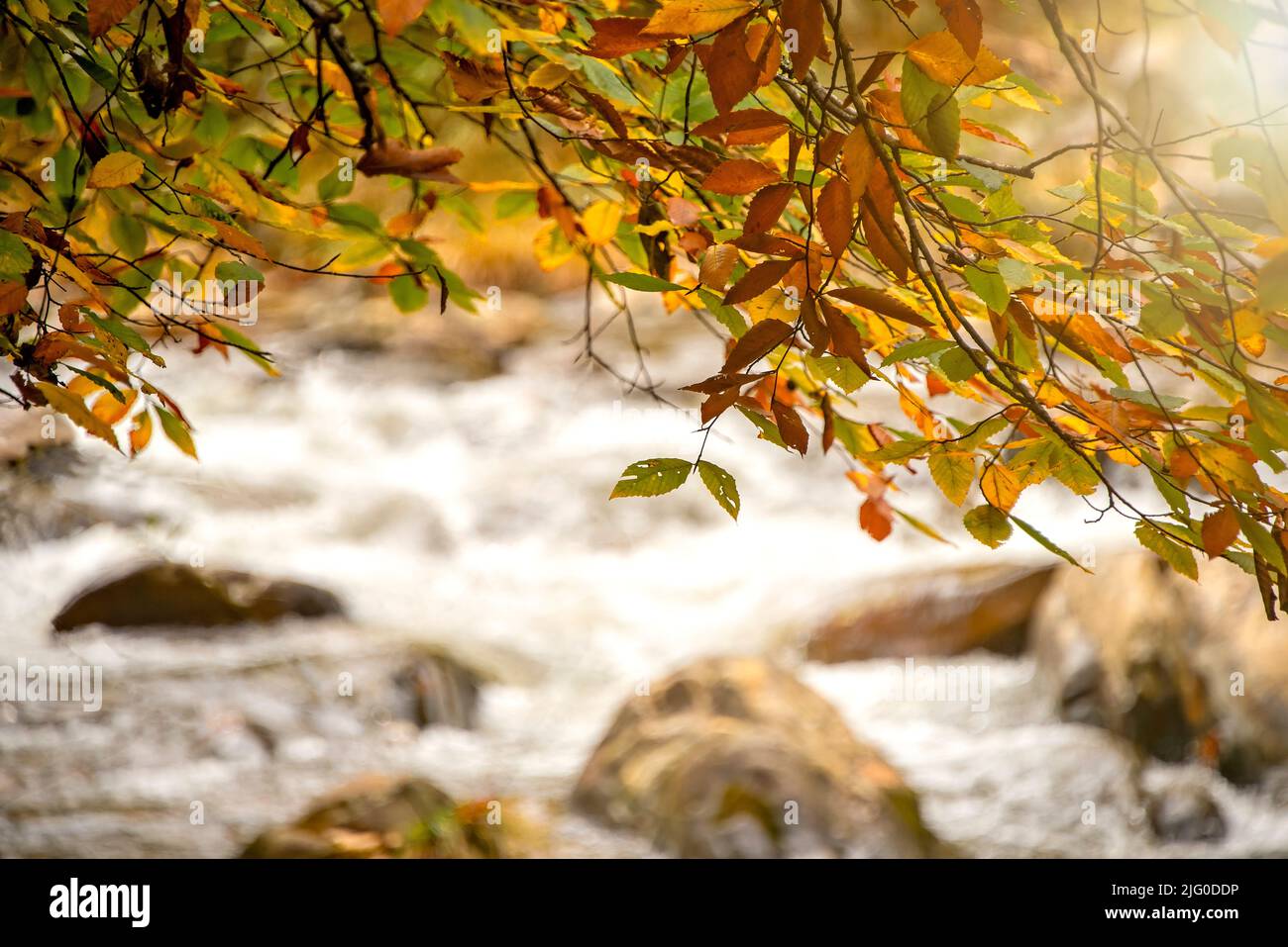 Los colores en la estación del otoño con fondo suave del río Pigeon, Carolina del Norte Foto de stock
