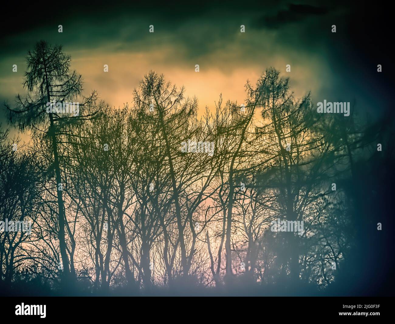 Siluetas de árboles forestales contra la puesta de sol Foto de stock