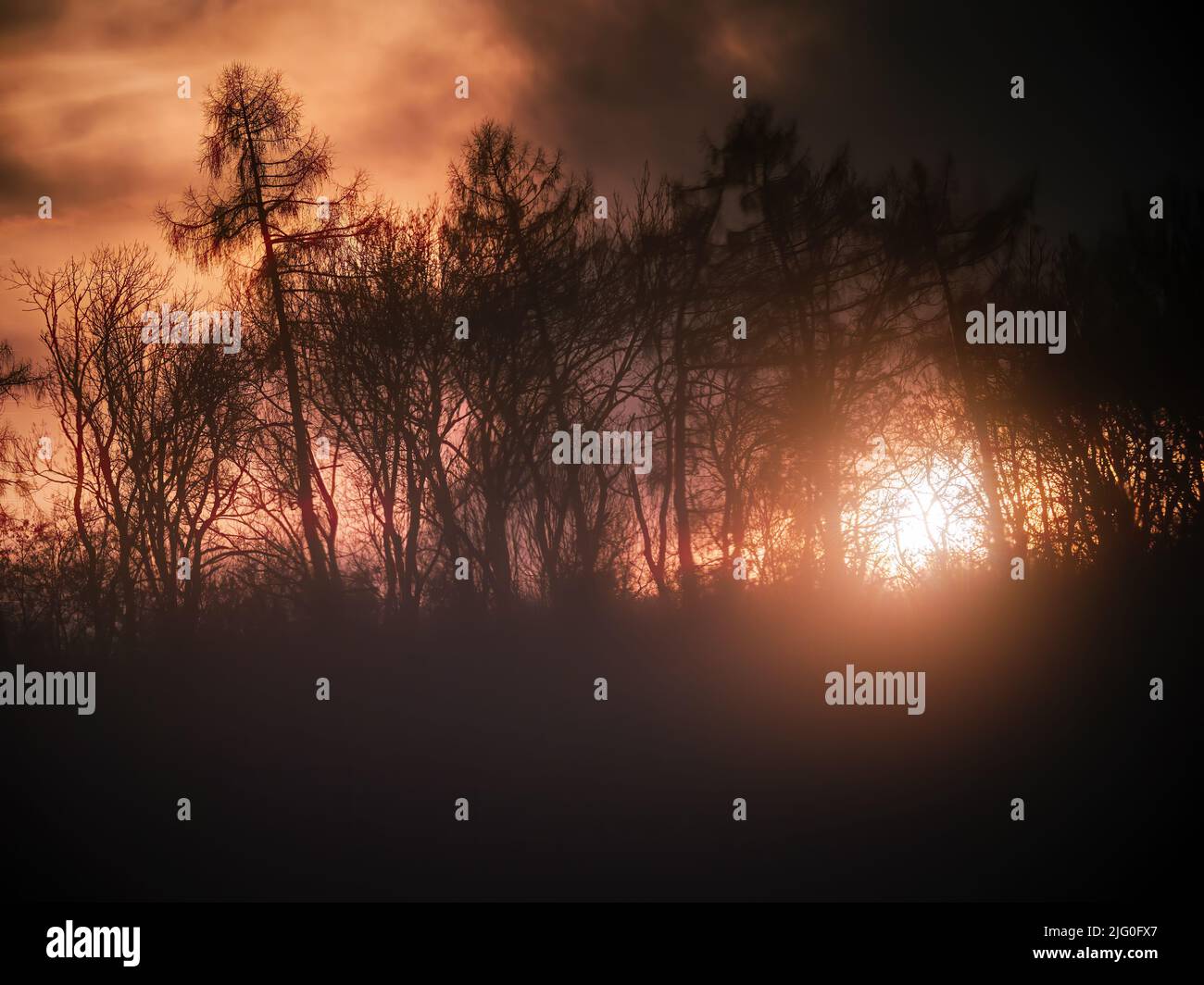 El Sol puesta detrás de los árboles del bosque Foto de stock