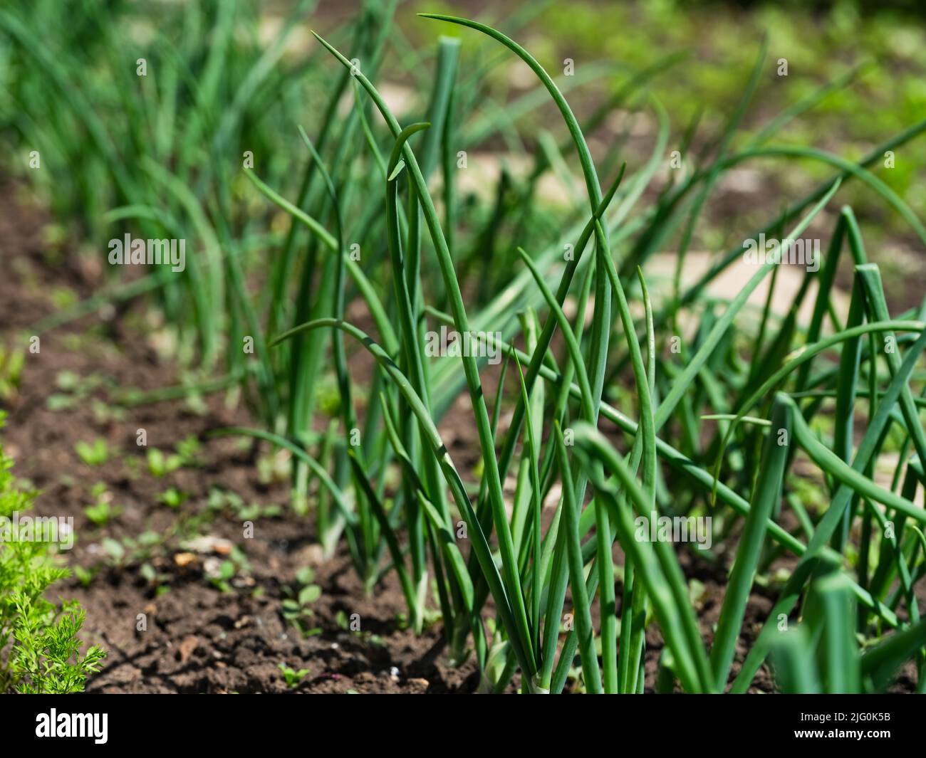 Cebollas verdes que crecen en una cama de jardín en un huerto. Foto de stock