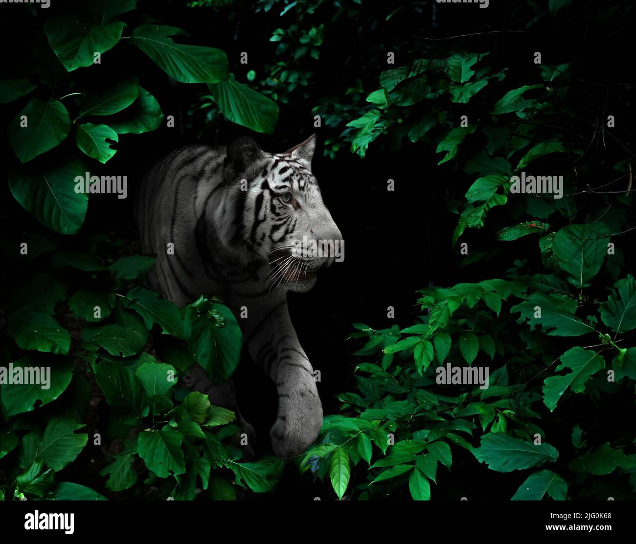 tigre blanco en la selva tropical en la noche fondo oscuro Foto de stock