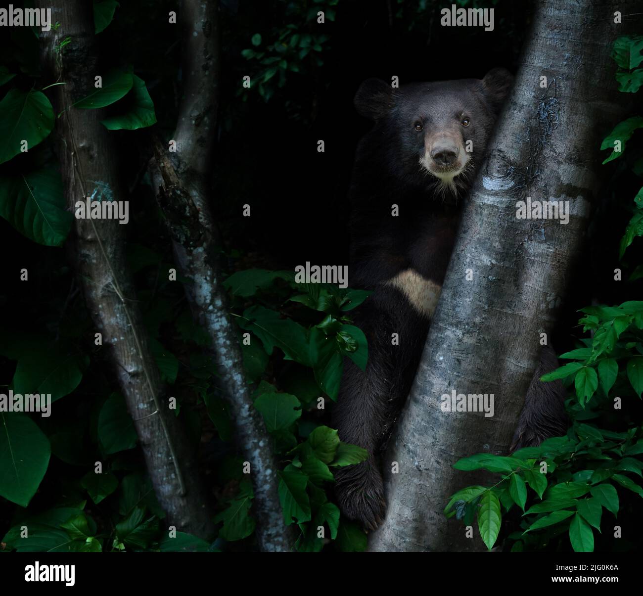 oso negro asiático en la selva tropical en la noche fondo oscuro Foto de stock
