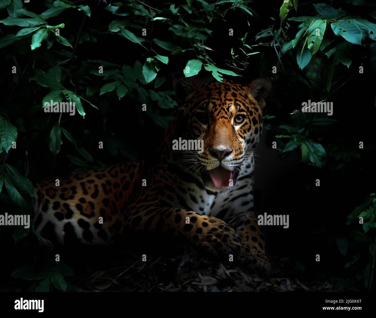 jaguar en la selva tropical en la noche fondo oscuro Foto de stock