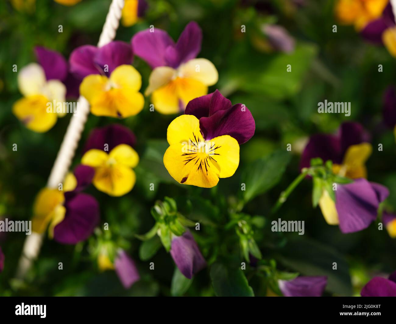 Pansies amarillos y violetas floreciendo en un jardín Foto de stock