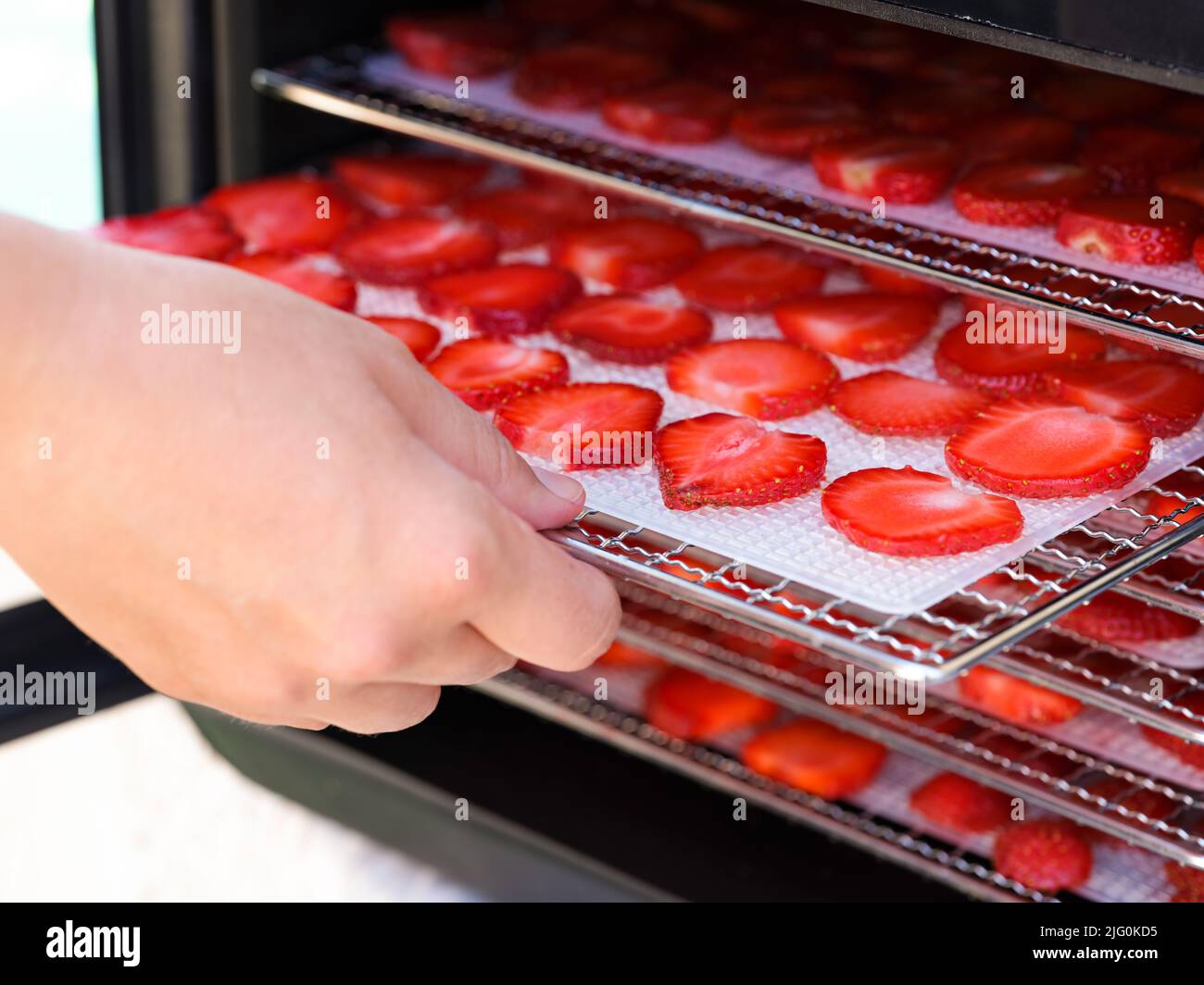 Una mano mujer poniendo una bandeja con rebanadas de fresa en una máquina deshidratante de alimentos. Primer plano Foto de stock