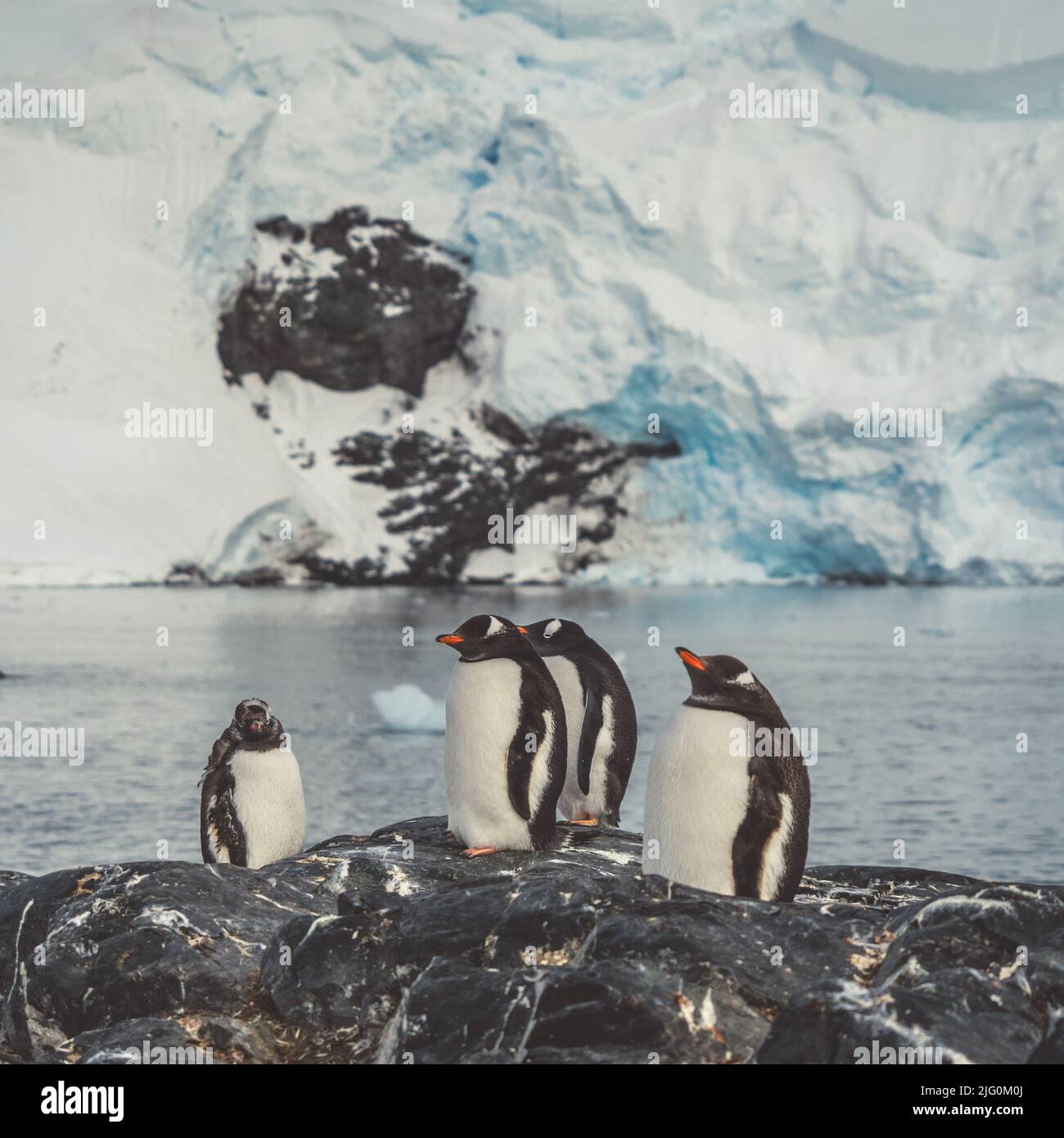 Pingüinos en la Antártida. Puerto Lockroy Foto de stock