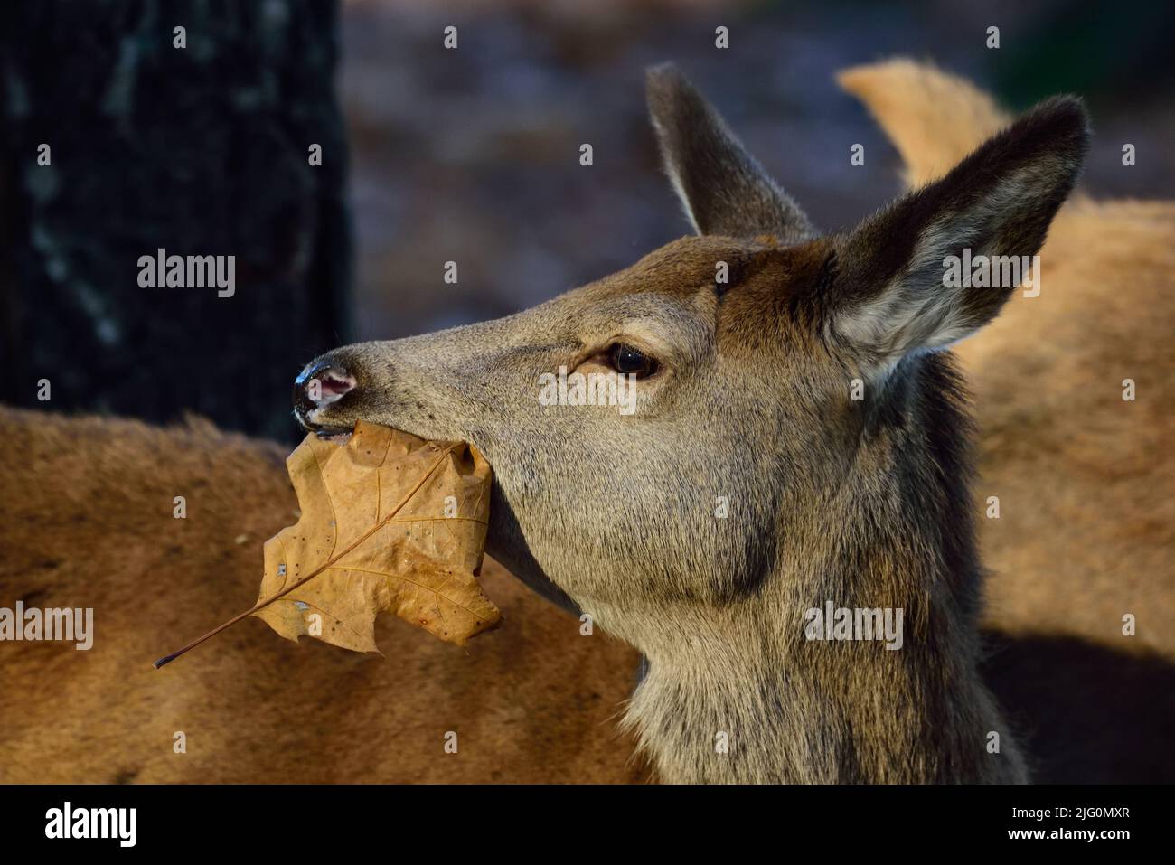 Ciervo rojo animal joven comiendo una hoja vieja en otoño, retrato de cabeza, Renania del Norte westfalia, (cervus elaphus), alemania Foto de stock