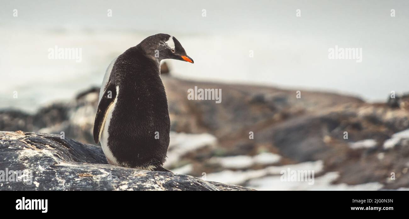 Pingüinos en la Antártida. Puerto Lockroy Foto de stock