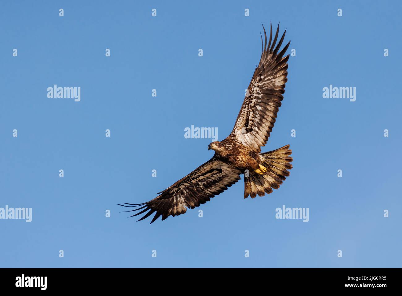 00807-04109 Águila Calva (Haliaeetus leucocephalus) inmadura en vuelo Clinton Co. Il Foto de stock