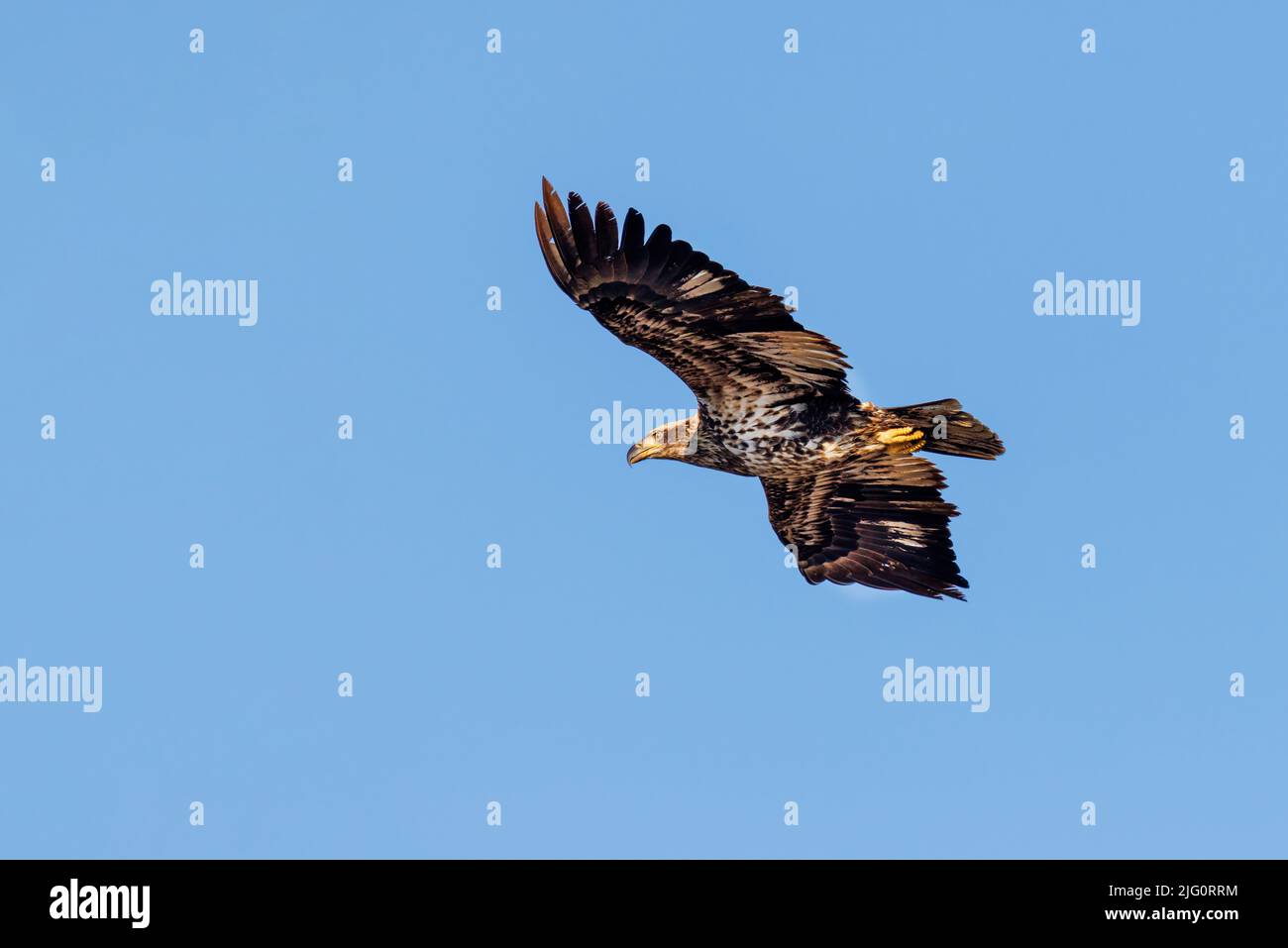 00807-04104 Águila Calva (Haliaeetus leucocephalus) inmadura en vuelo Clinton Co. Il Foto de stock