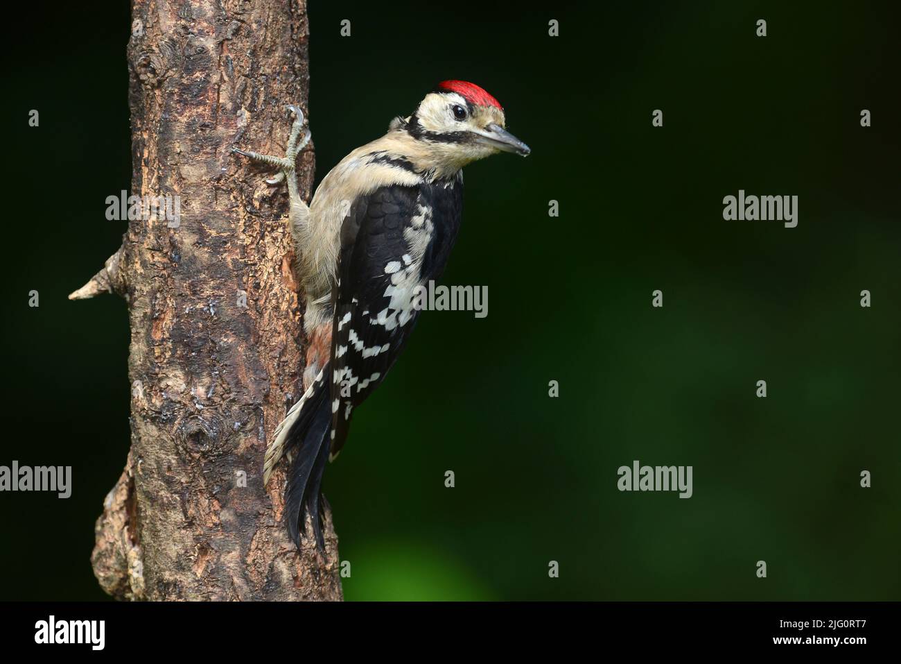 Pájaro carpintero moteado juvenil en reposo encaramado en el tronco del árbol Foto de stock