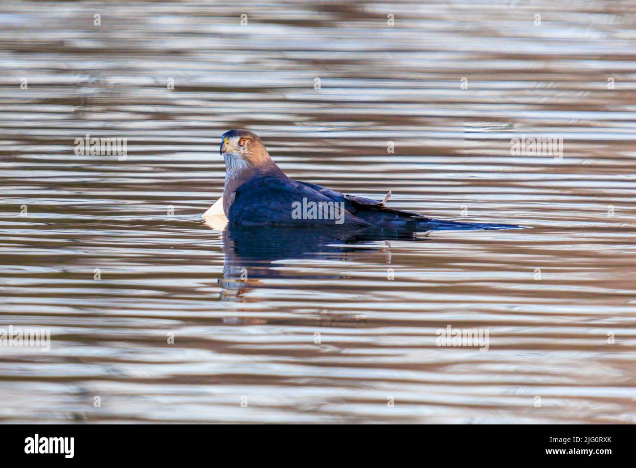 00784-00701 Hawk de Cooper (Accipiter cooperii) Ahogando Gull de Bonaparte después de golpearlo en el agua Clinton Co. Il Foto de stock