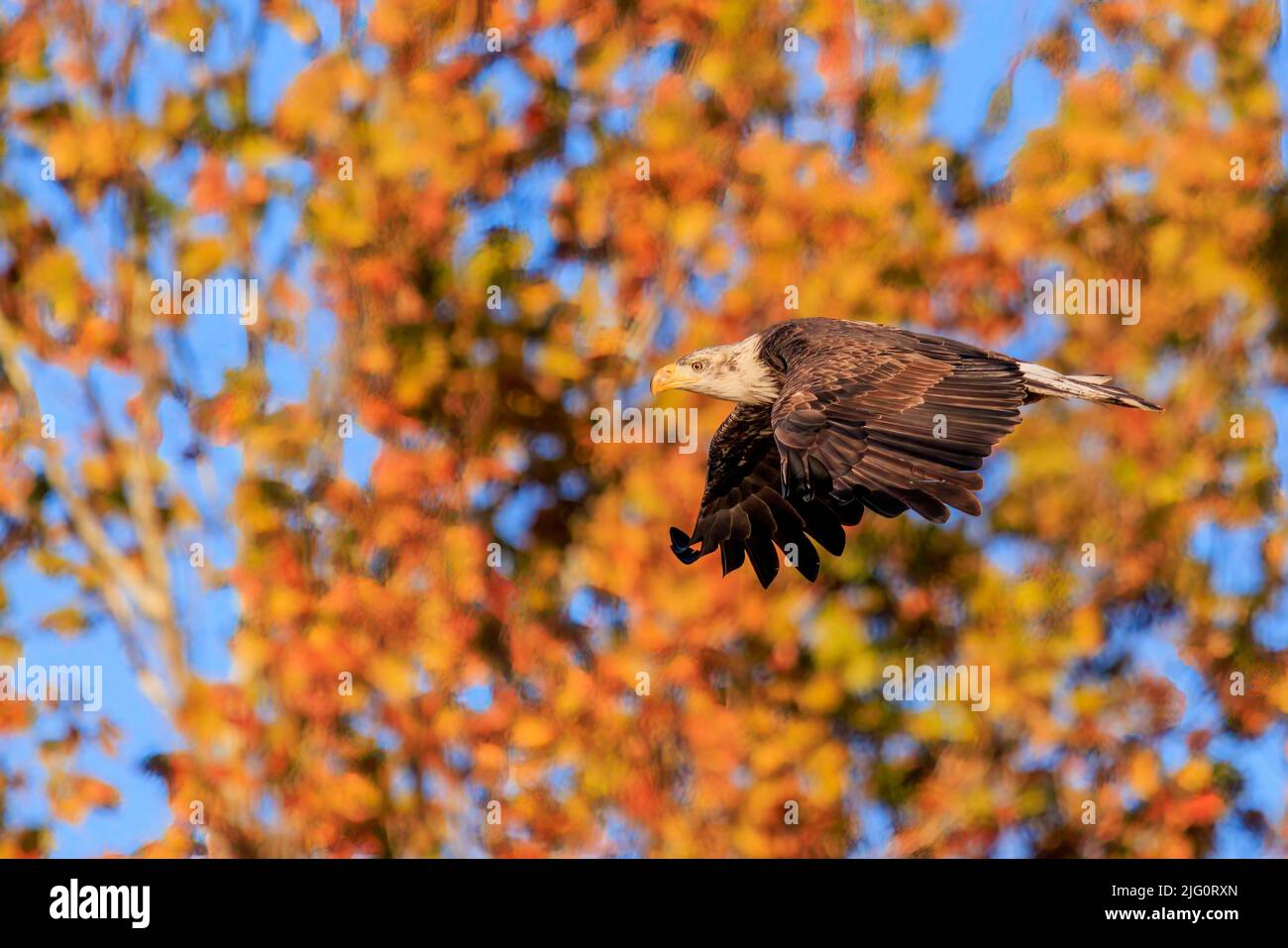 00807-03912 Águila Calva (Haliaeetus leucocephalus) inmadura en vuelo Clinton Co. Il Foto de stock