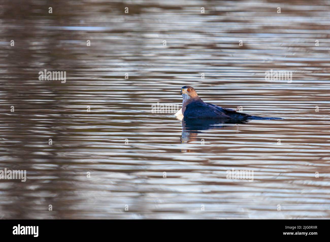 00784-00703 Hawk de Cooper (Accipiter cooperii) Ahogando Gull de Bonaparte después de golpearlo en el agua Clinton Co. Il Foto de stock