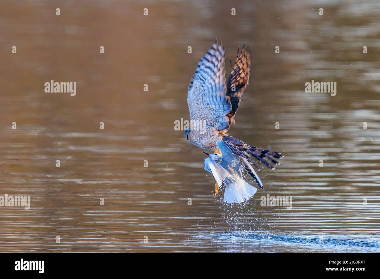 00784-00712 Hawk de Cooper (Accipiter cooperii) Levantándose después de golpear la gaviota de Bonaparte en el agua Clinton Co. Il Foto de stock