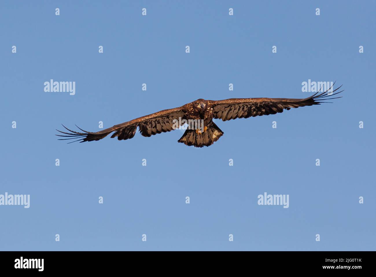 00807-04006 Águila Calva (Haliaeetus leucocephalus) inmadura en vuelo Clinton Co. Il Foto de stock