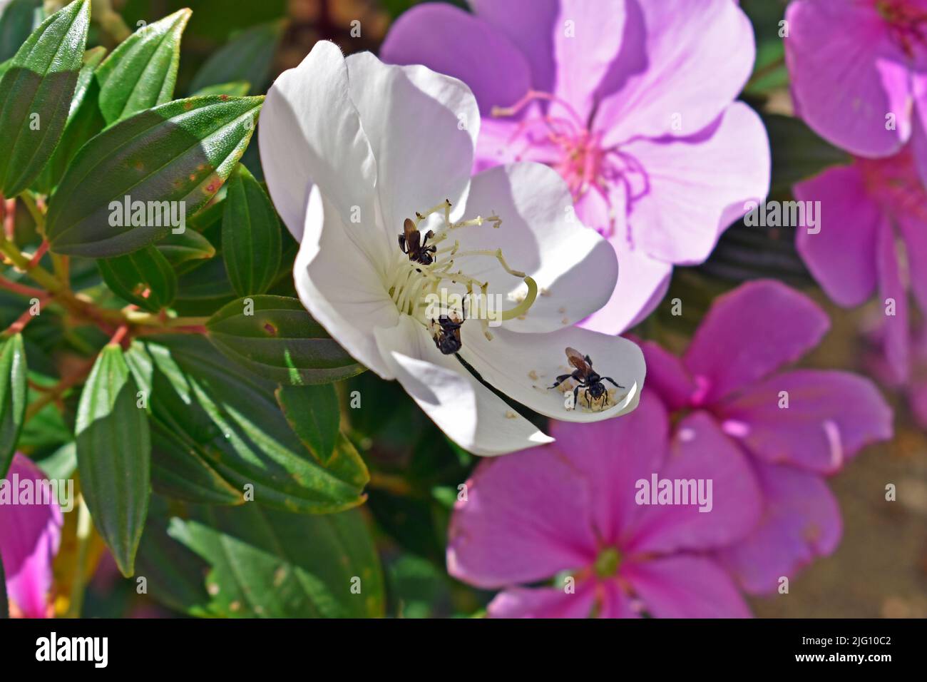 Abejas sin aguijón en la flor de la princesa (Tibouchina mutabilis) Foto de stock