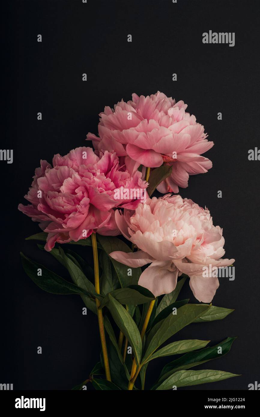 Tres flores de peonía rosadas sobre fondo negro Foto de stock