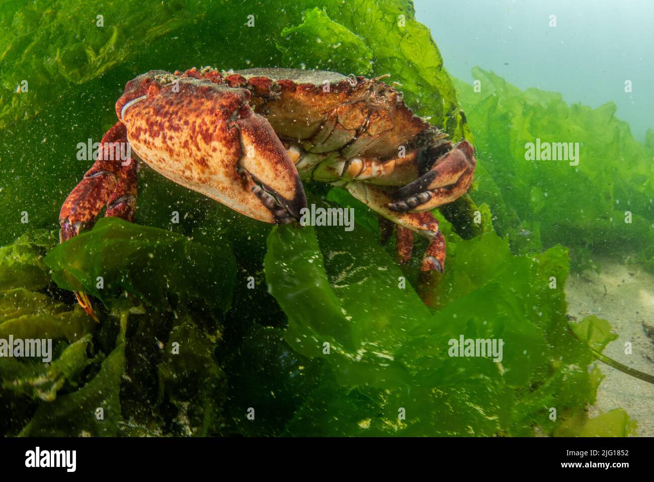 Un gran cangrejo de roca roja (Cancer productus) se esconde en medio de algas en el fondo del océano en el santuario marino de Greater Farallones National en California Foto de stock