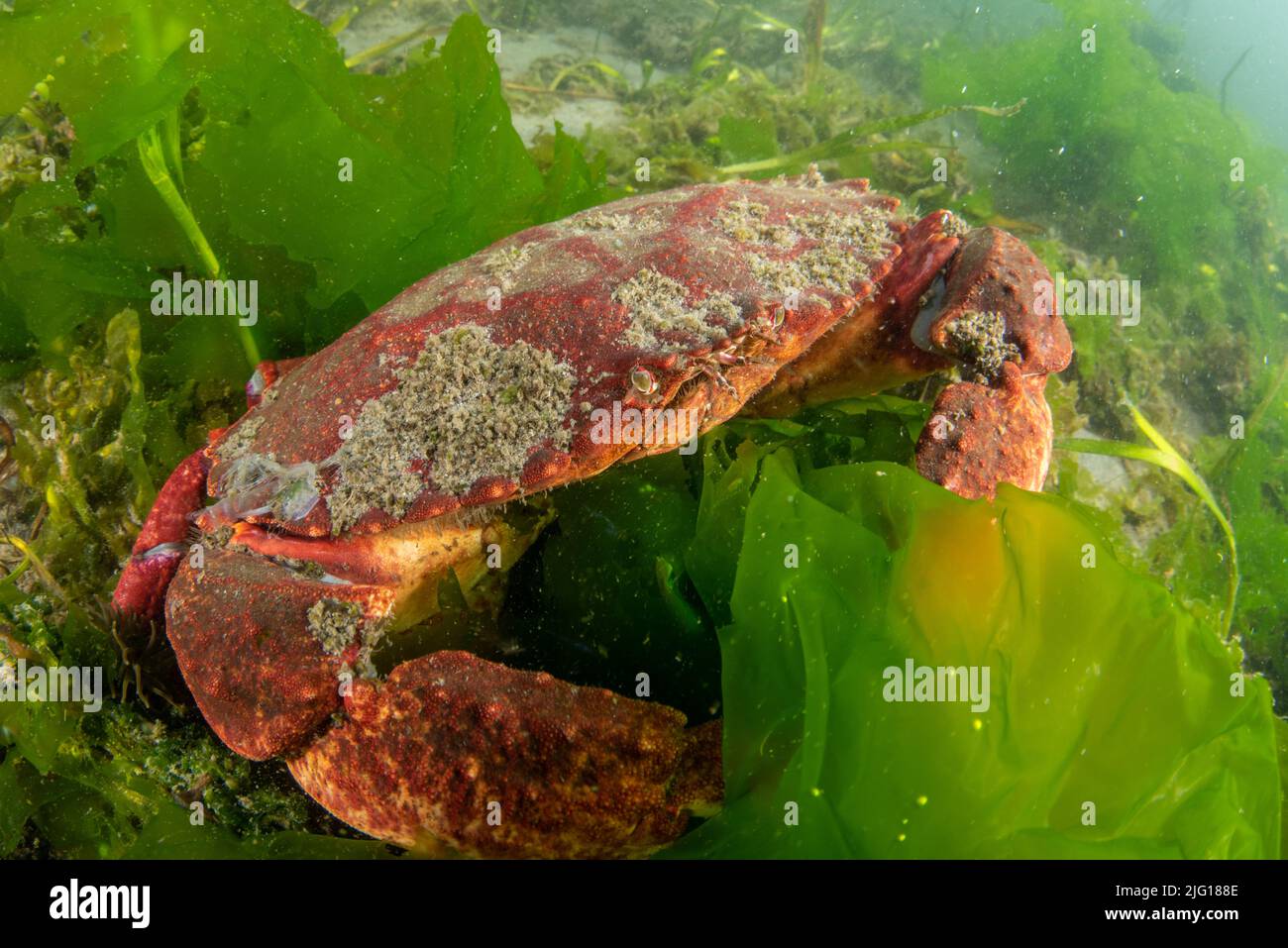 Un gran cangrejo de roca roja (Cancer productus) se esconde en medio de algas en el fondo del océano en el santuario marino de Greater Farallones National en California Foto de stock