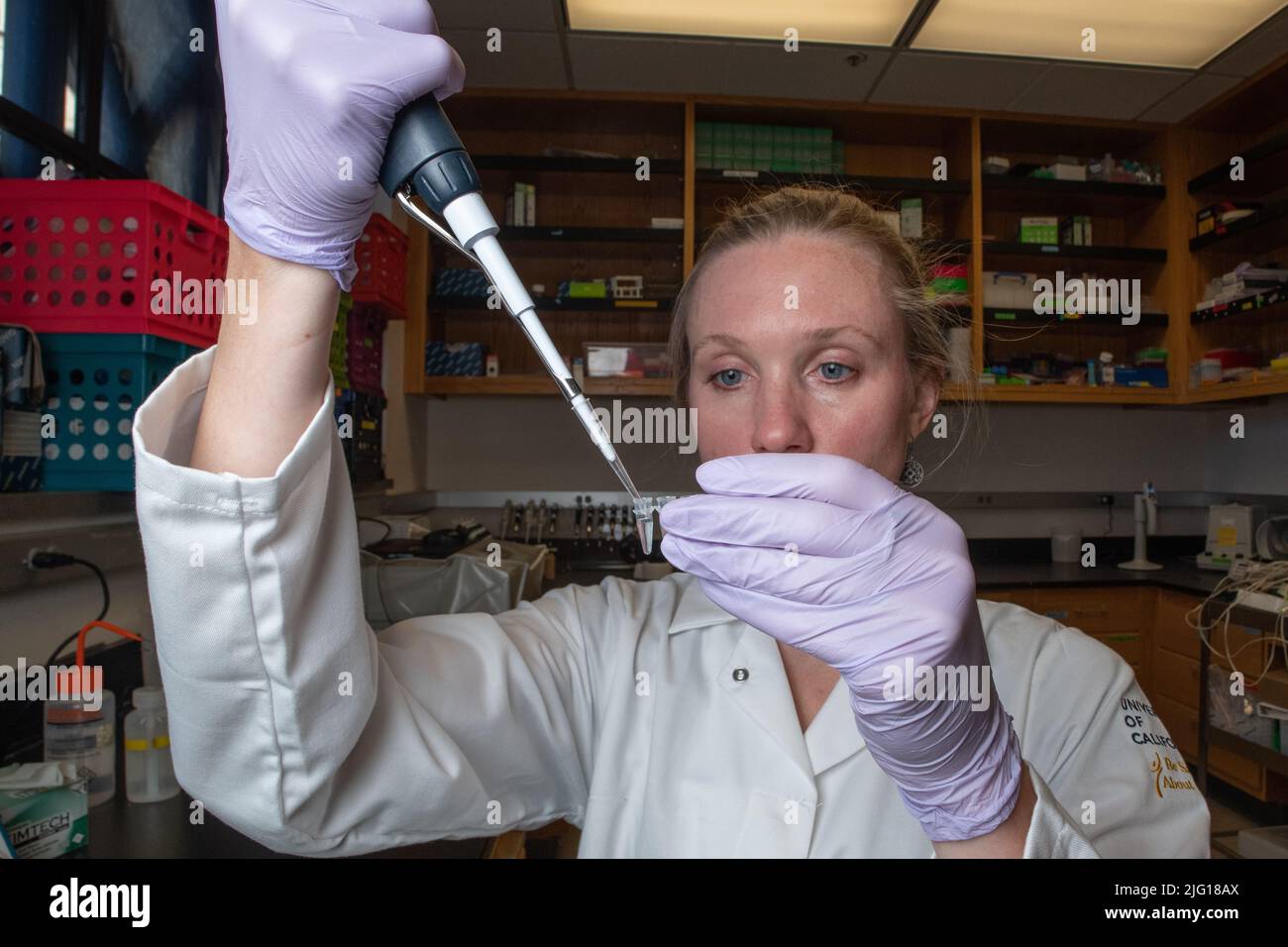 Una científica de la universidad de California, Berkeley, trabaja en el laboratorio usando una pipeta. Foto de stock