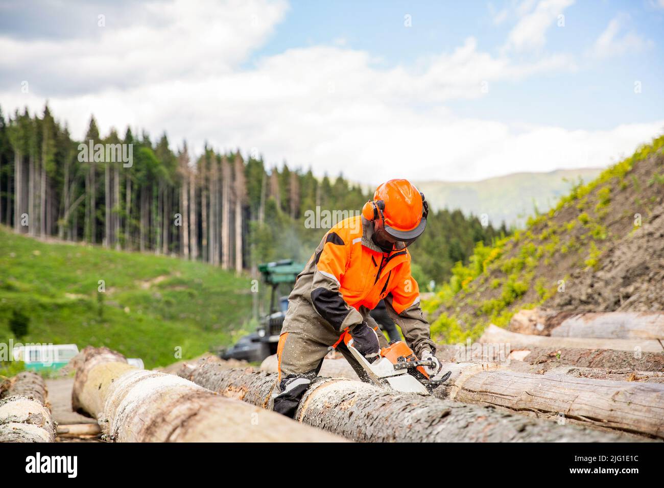 Motosierra En Acción Cortando Madera. Hombre Cortando Troncos De Árboles En  Troncos Con Sierra En Caballete. Motosierra. Primer Plano De Aserrado De  Leñador, Sierra En Movimiento, Vuelo De Aserrín A Los Lados.