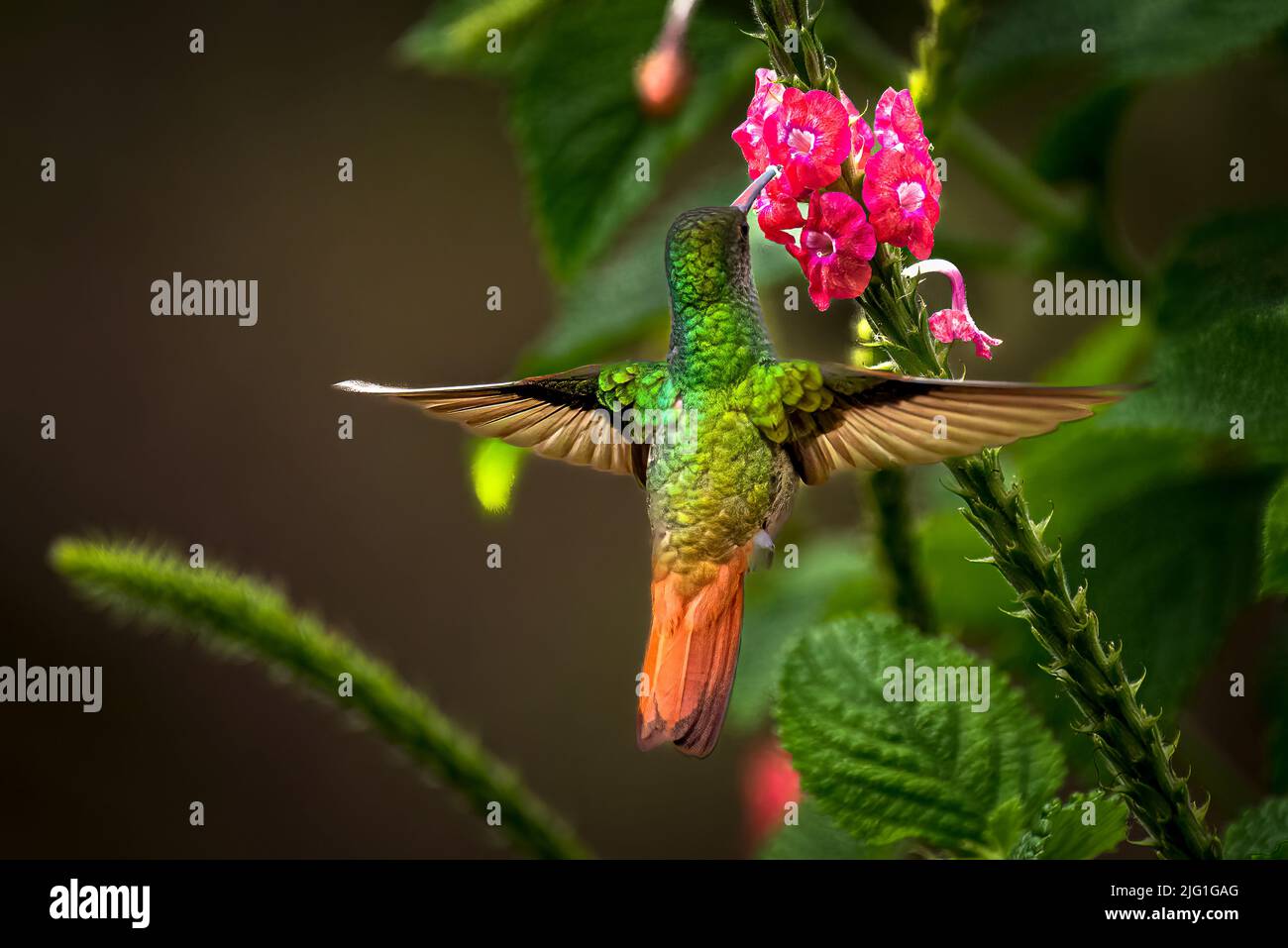 Colibrí de cola rufa en vuelo alimentándose sobre una flor roja con fondo verde Foto de stock
