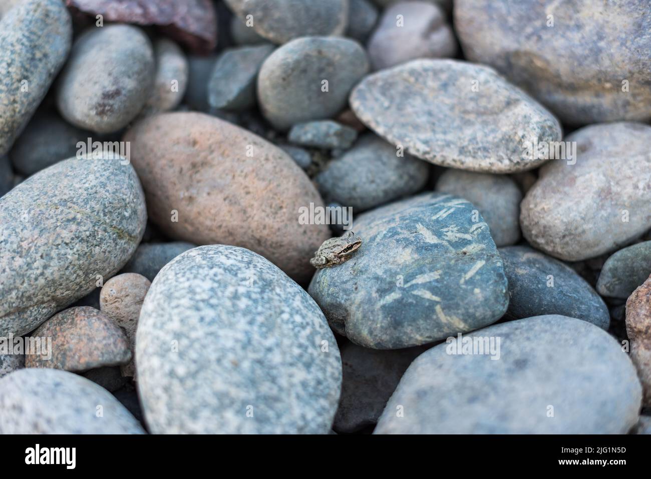 Rana del coro del Pacífico descansando sobre las gravas del río en la orilla del río Similkameen en Cawston, BC, Canadá. Foto de stock