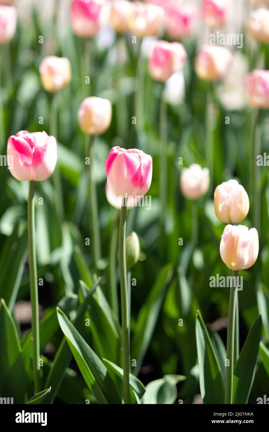 Brillantes flores de tulipanes con pétalos de rosa y naranja Foto de stock