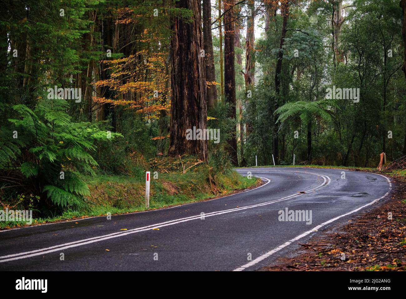 Un camino forestal Foto de stock