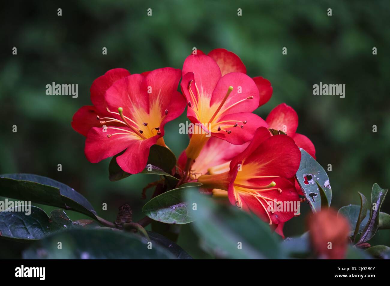 Rhododendron en rojo Foto de stock