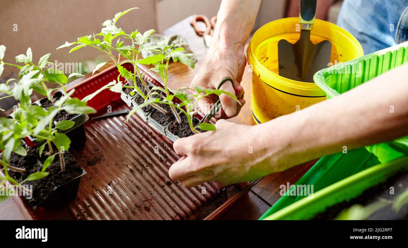 Interior del invernadero pequeño con el crecimiento de las plantas de  tomate, semilleros, etc Fotografía de stock - Alamy